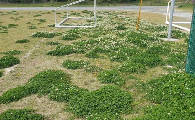 サッカー場の雑草